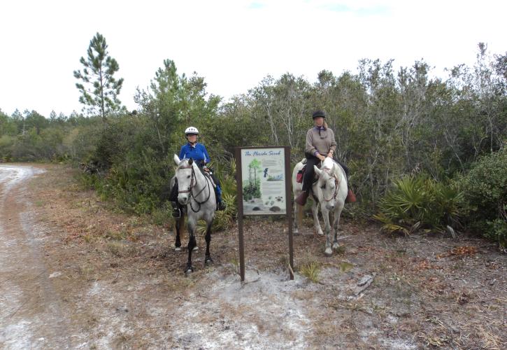 Horseback Riding in Cedar Key Scrub