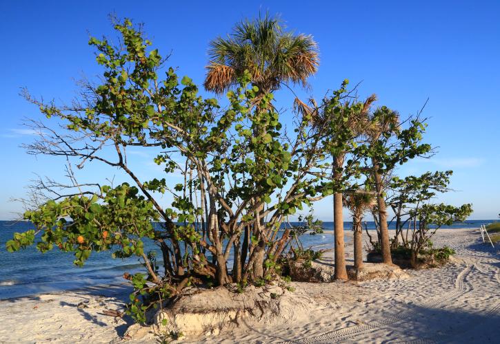 A group of trees along the shore.