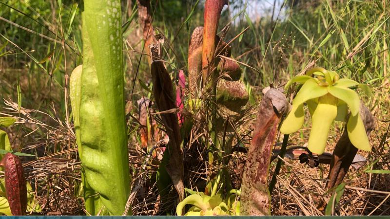 Hooded pitcher plants grow at Paynes Prairie Preserve State Park.