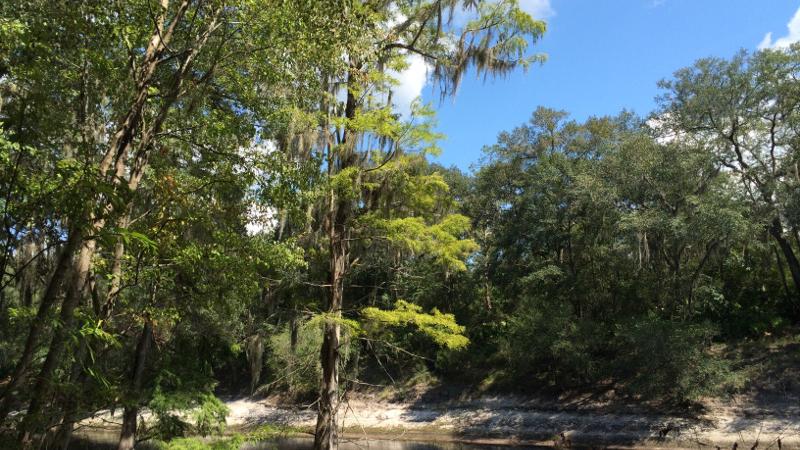 a dark river flows beneath green trees