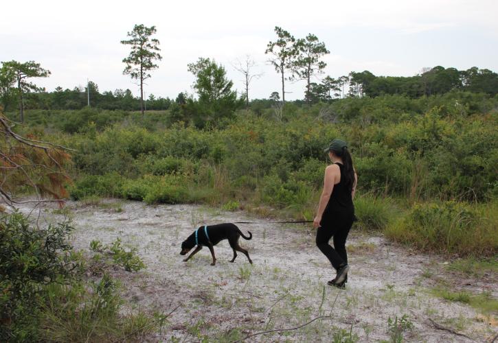 Walking in Cedar Key Scrub