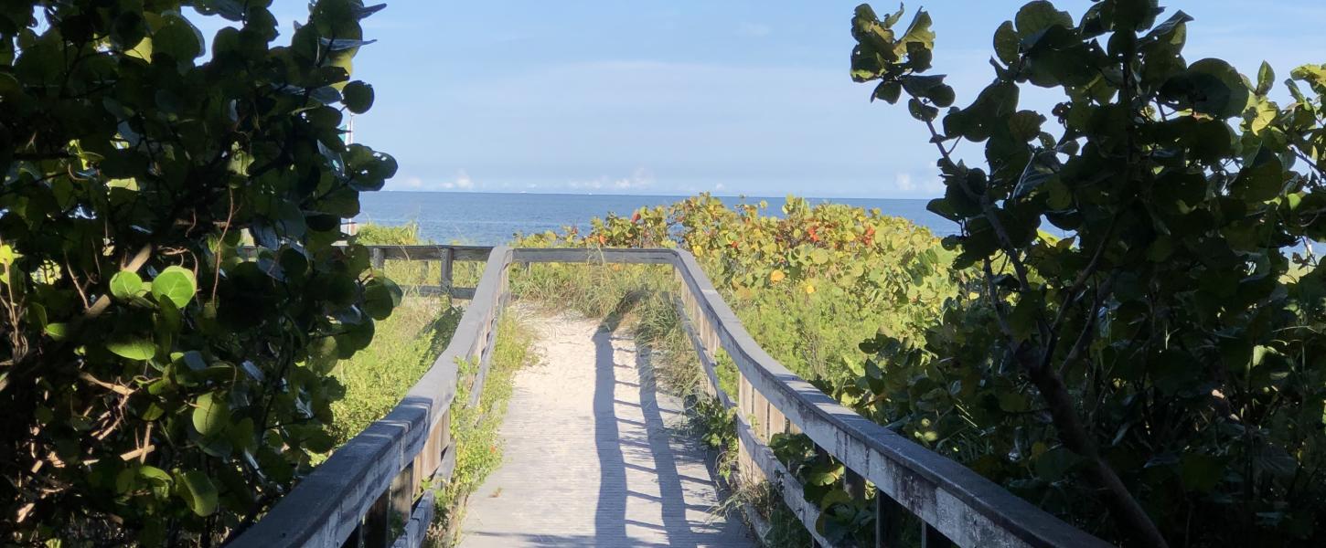 Seagrapes at Florida State Parks.