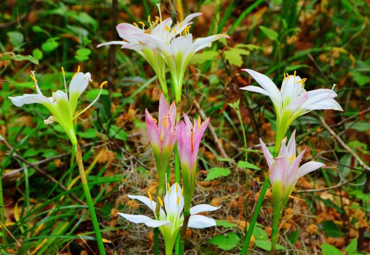 Native Flowers