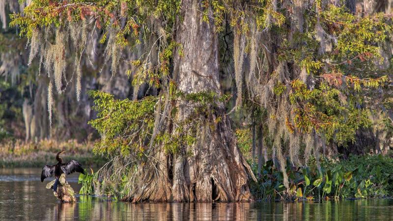 An anhinga sits wings outstretched near the base of a large cypress tree. 