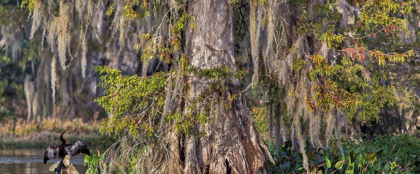 An anhinga sits wings outstretched near the base of a large cypress tree. 