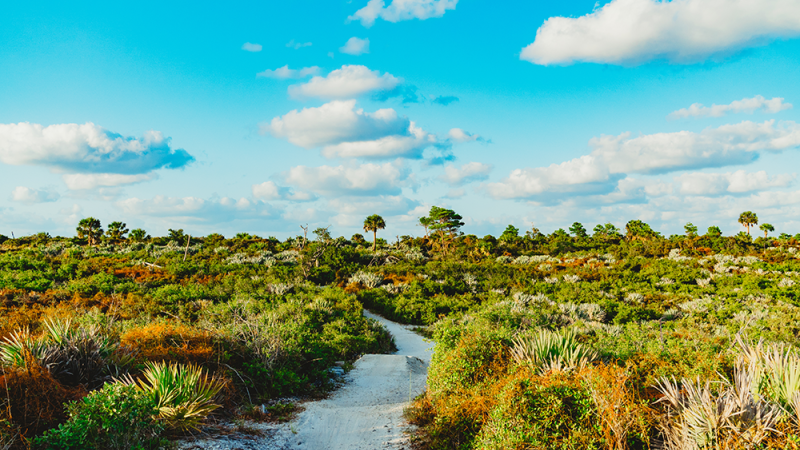 an image of a dirt trail with shrubs on each side and a bright blue sky with clouds.